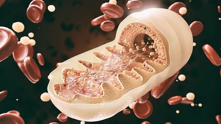 What is the role of Mitochondria?