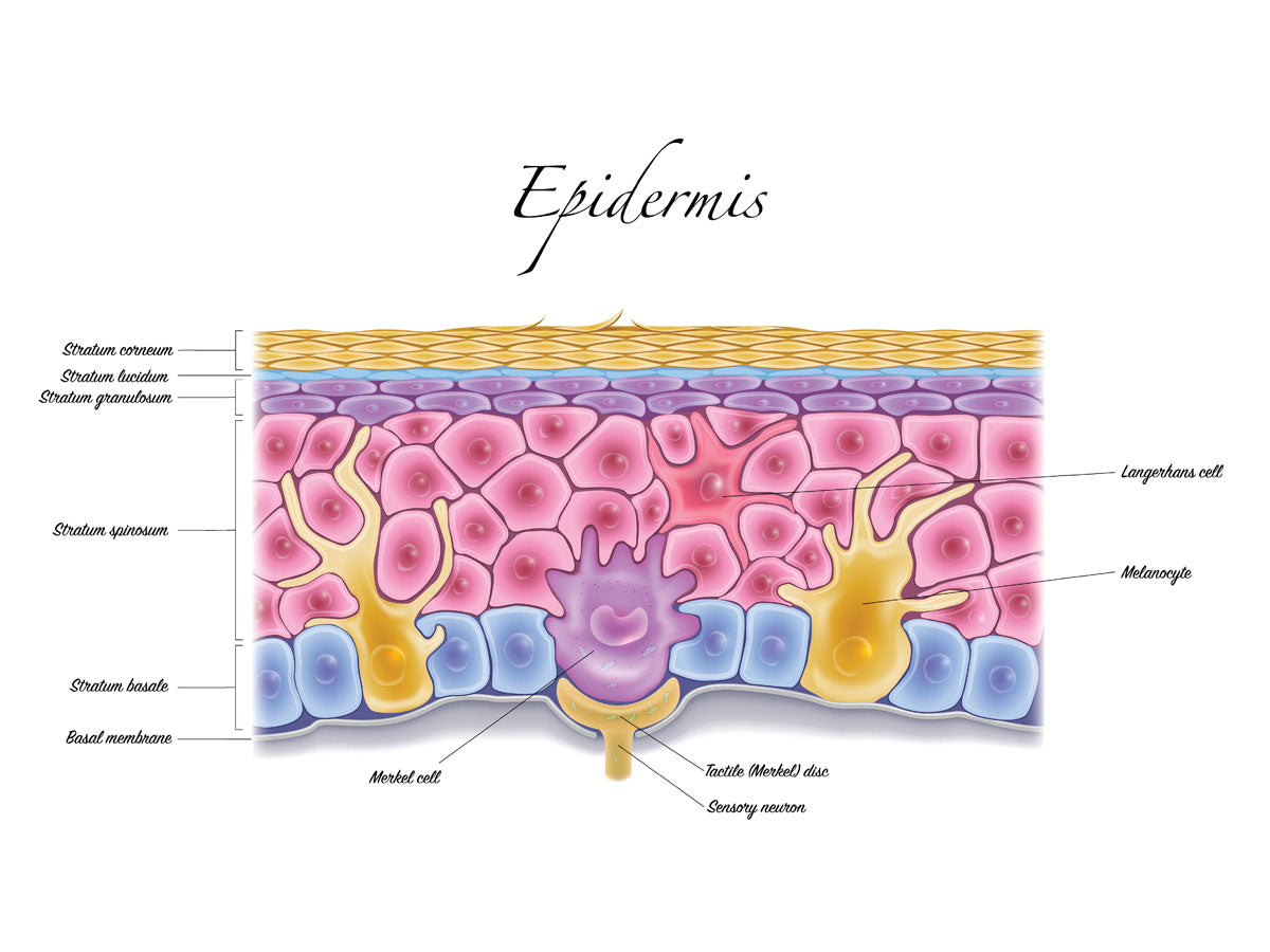 Merkel Cell In Skin Merkel Cells: What Are They? What Do They Do? – Gay Wardle Skin Institute