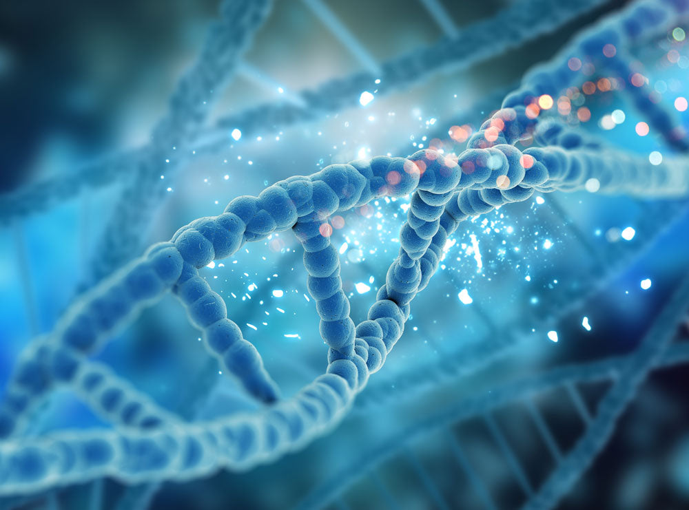 Let’s Talk Mitochondria DNA vs Nuclear DNA!